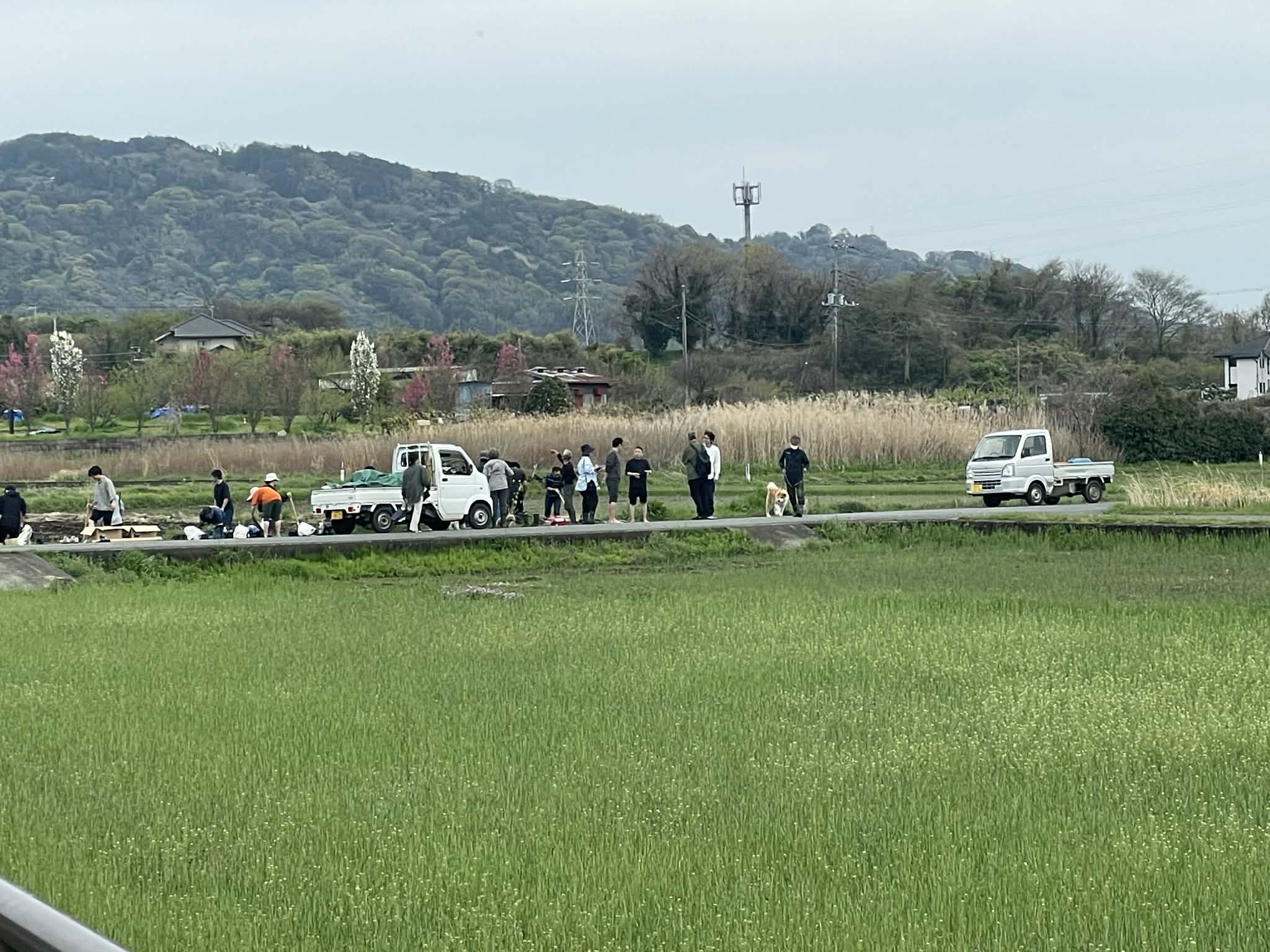 田んぼと人がいる自然栽培の風景