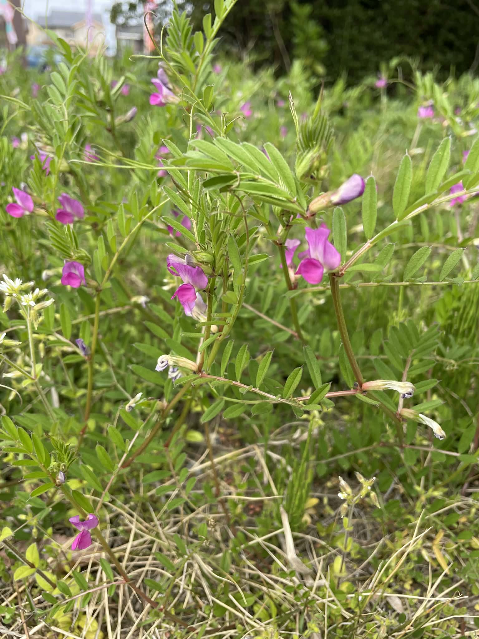 春の花と木々
