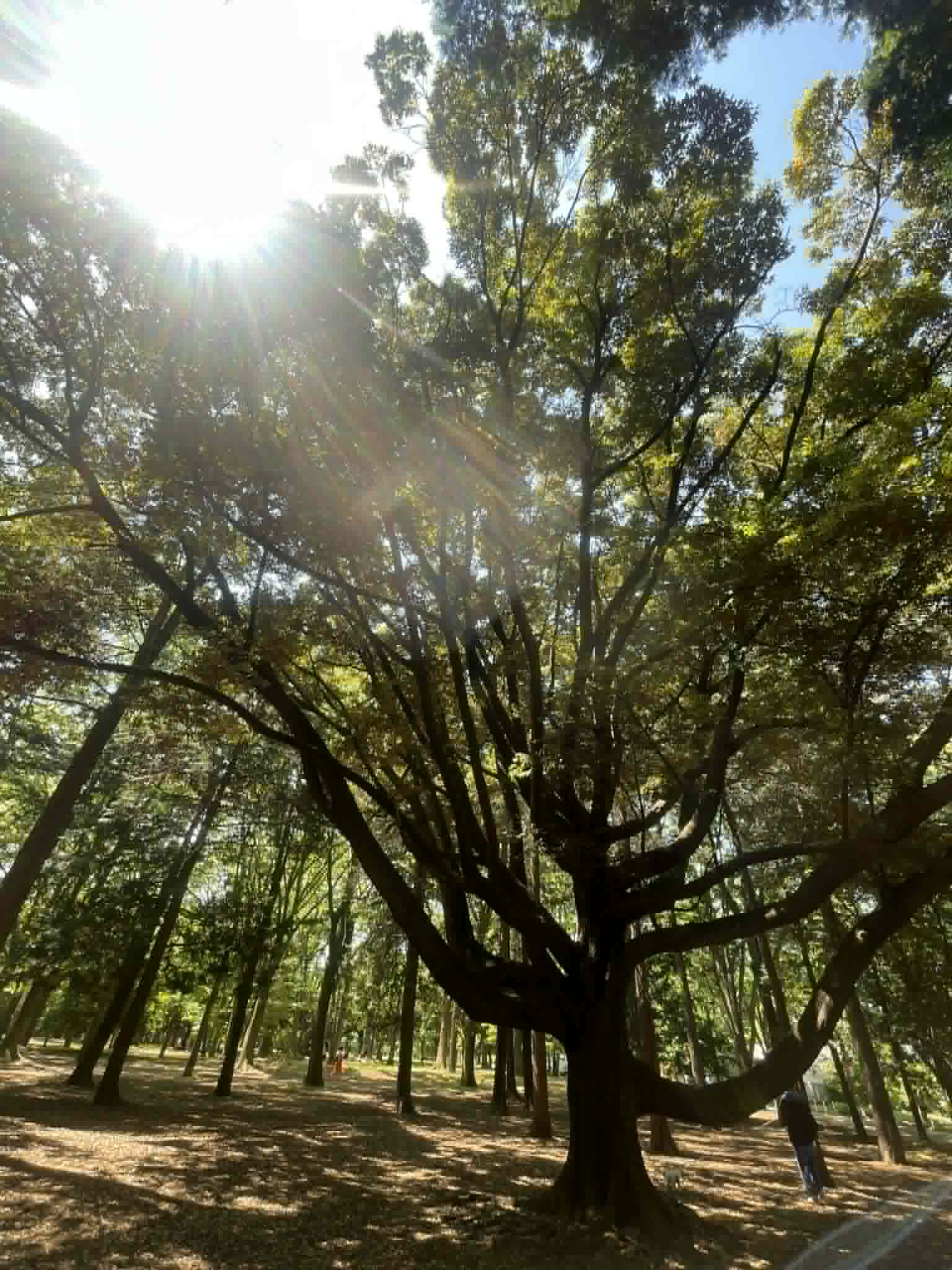 木漏れ日の差す木々